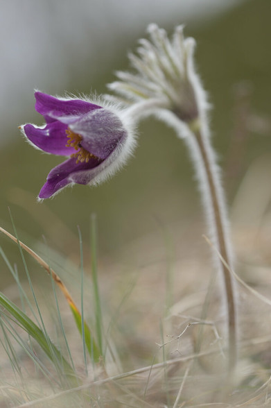 Man sieht eine Küchenschelle, auch Kuhschelle oder Pulsatilla genannt, mit tief violett eingefärbter Blüte, auf einer braunen Wiese. Die Pflanze hat am Stängel und auch an der Blüte die für Pulsatilla typischen, feinen, weissen Häärchen.

You can see a pasqueflower, also known as cow-orchid or pulsatilla, with a deep purple flower on a brown meadow. The plant has the fine, white hairs typical of Pulsatilla on the stem and also on the flower.