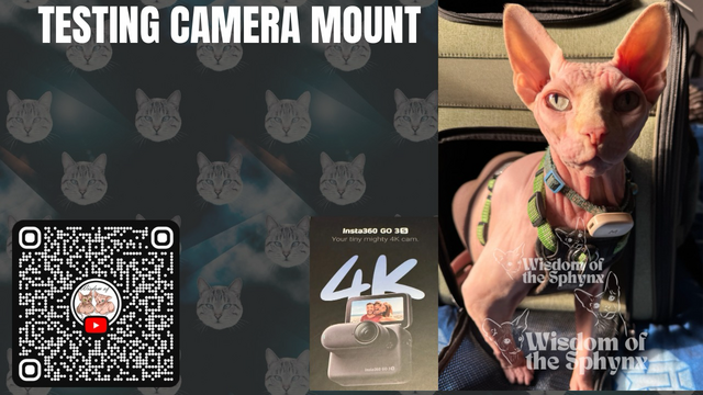 Sphynx in harness and Insta360 GO3S