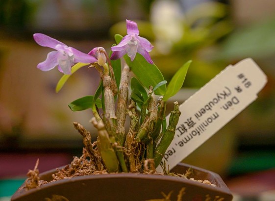 A tiny plant in a tiny pot, with ID tag for scale. Several canes of the plant rise from moss, with a few leaves at their tips, and two fully open flowers, sepals, petals, and labellum transclucent/white with various intensities of pink across them.