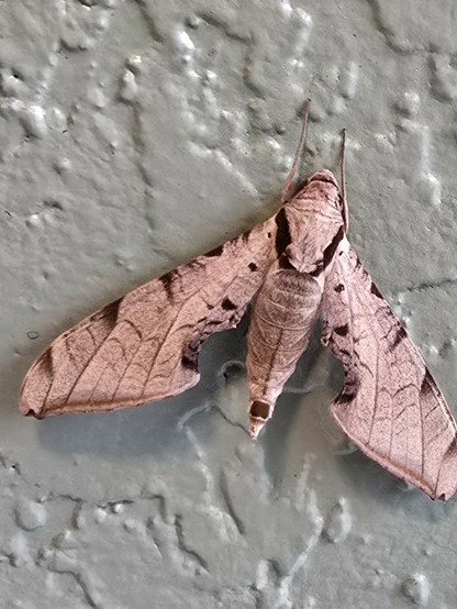 It's a close up of a mouth that looks exactly like a curled up dead brown leaf.  It's wings form a perfect triangle shape. It's body is shaped like a Boeing airbus. He has two forward legs, holding to the stucco wall of my house.  He's beige with random brown spots and striations like a dead leaf!