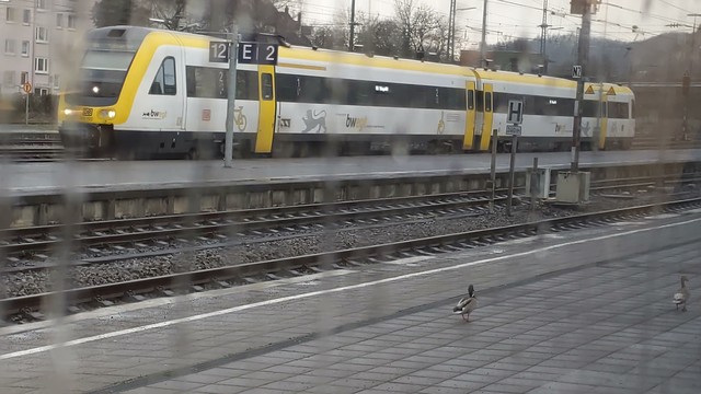 Deux canards se balladent sur le quai de la gare, un train en arrière-plan.