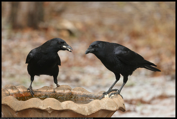 Two American Crows (Corvus brachyrhynchos) were standing on the edge of a concrete bird bath in Norman, Oklahoma, United States on February 12, 2025. One crow has a mouth full of soggy bread and has turned their head toward the other crow. The other crow seems to be listening.