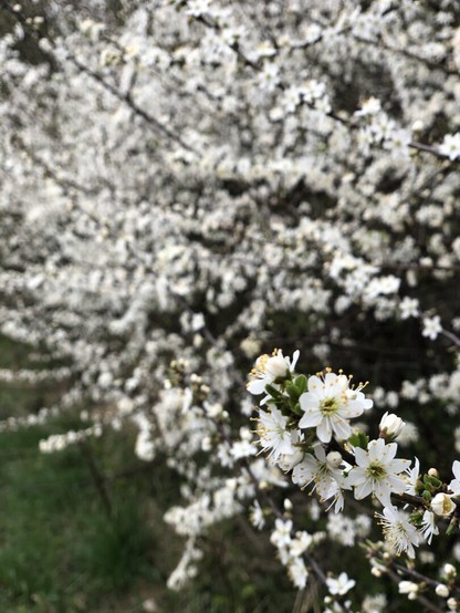 A Blackthorne bush covered in little white flowers with green centers and little yellow dots on stems from the center of each flower. In the bottom right corner there is a bunch of flowers in focus, the rest of the bush and flowers are blurred.