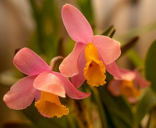 Cattleya Crystelle Smith ‘Nathan’s Reward’. A pair of fairly simple flowers with similar petals, ovate and warm pink, and a fairly simple labellum, rolled somewhat tubelike, gold, frilly at the distal edge.
