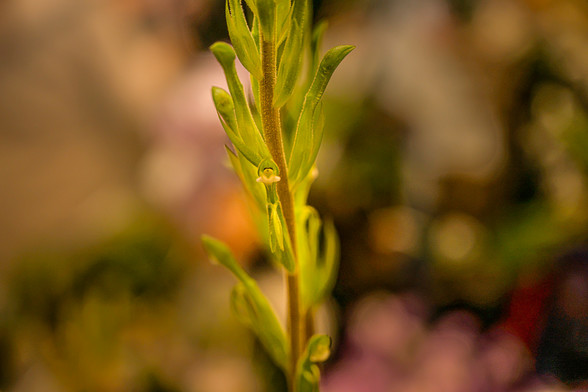 Pelexia olivacea. On a busy blurry background, a single stem of the orchid bearing many buds and a couple of open flowers, each of which is a green tube with the labellum and column at the top end.