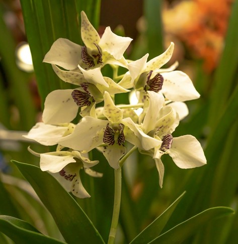 Dendrobium 'Roy Tokugana'. On a leafy background, a stem with 8 or 9 open flowers. Each with five pointy petals, white with indistinct dark red spots on it, labellum in two parts, one like the other petals, but the inner curved around the column, with dark maroon reticulations.