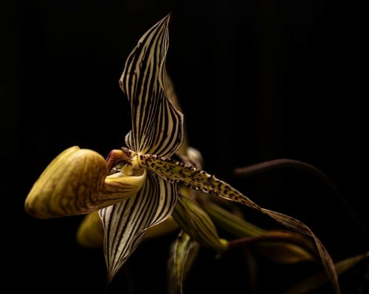 Paphiopedilum 'Saint Swithin' (P. philippinense × P. rothschildianum). A dramatic flower contrasting with the black BG. Labellum yellow with deep red stripes and reticulations, column and staminode yellow with maroon stippling, petals narrow, long, spiralling, yellow with "black" (deep red) dots, dorsal and lateral sepals stiff and prominent, yellow striped with deep red.