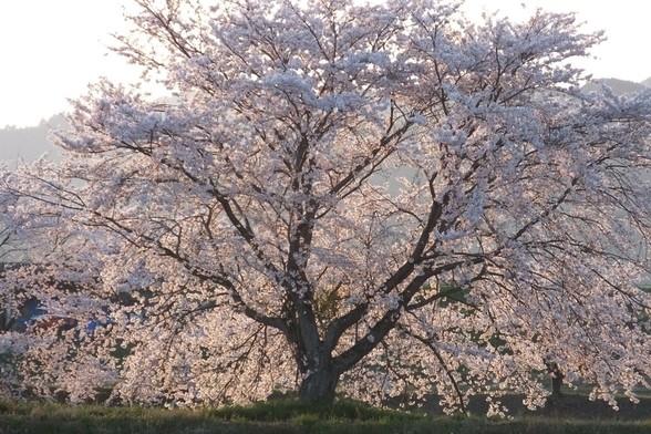 A great sakura tree at day's end, when the light softens and the petals grow even pinker.