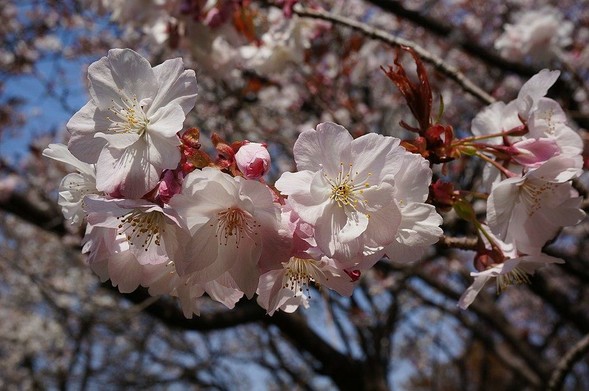 Sakura blossoms have come to symbolise the impermanence of life.