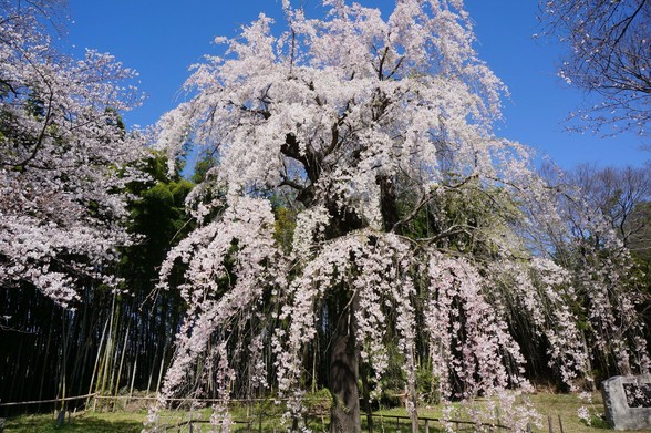 A weeping cherry tree in all its glory.
