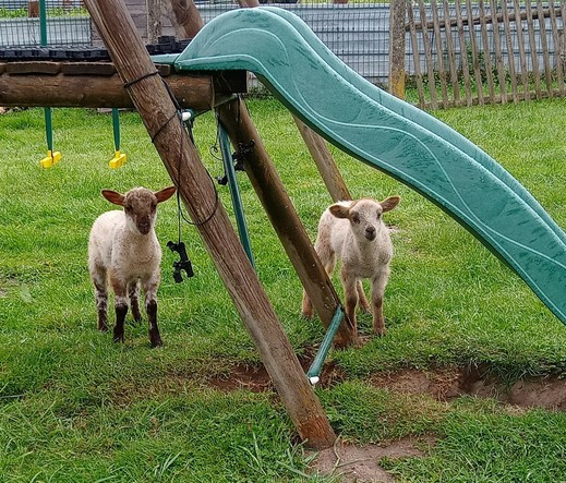 2 agneaux dans un jardin sous un toboggan pour enfants