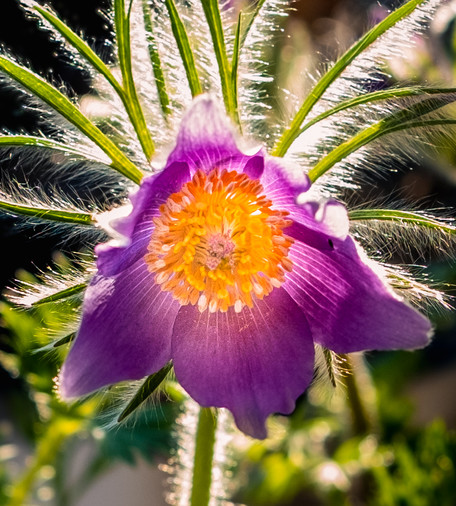 The image features a close-up of a purple flower with a bright yellow center. The petals are delicate and slightly curled at the edges, radiating outward from the center. Surrounding the flower are green leaves with fine, hair-like structures that catch the sunlight, creating a glowing effect around them. The background is blurred, making the flower the focal point of the image. The lighting highlights the intricate details of the flower and leaves, giving the image a warm and vibrant appearance.