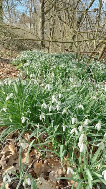 Photography of several flowering snowdrop plants between some brown branches and dead leaves.