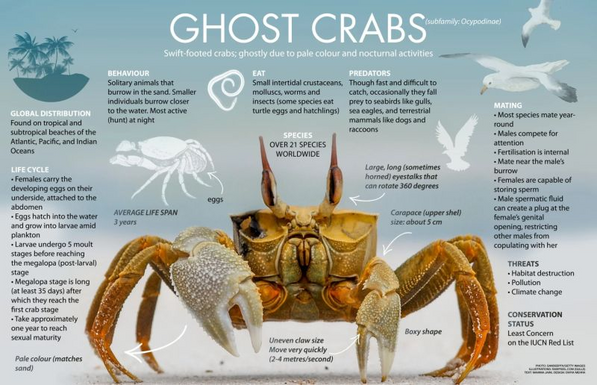 Ghost crabs are nocturnal creatures that scuttle along sandy beaches with incredible speed. Their transparent appearance and quick movements make them almost invisible, earning them their spooky name! These fascinating crustaceans play an important role in the coastal ecosystem by helping break down organic material and maintaining beach health.