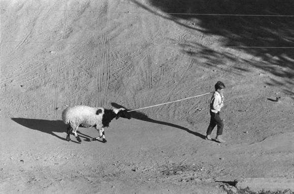 A black and white photo of a young barefooted boy walking along a dirt road, or possibly a square, leading a sheep on a long piece of rope.