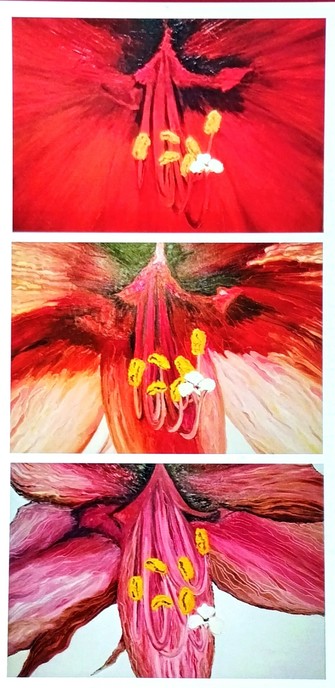 Drei Versionen des innersten Teils einer Amaryllisblüte von intensiv frisch Rot (oben) über verblassende Blütenblätter (mitte ) bis zur verblühten und fast ganz ausgebluteten Amaryllis (unten).