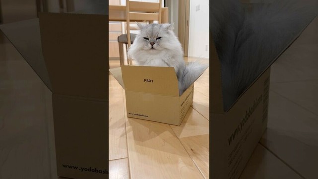 もふもふ猫の箱チェック 【サイベリアン】 #Shorts