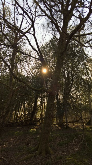 We #GotWood from #SomeTrees...