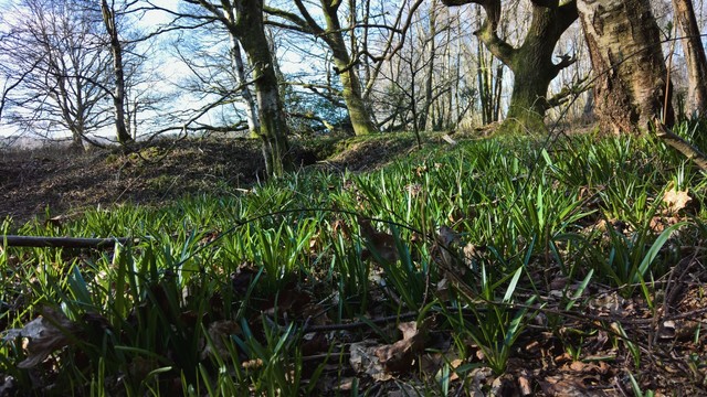 And, #ProtoBluebells; #MyLittleBigBuddy is #VeryExcited...