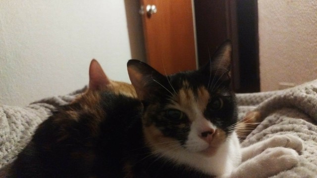 Foto de una gata calico acostada en una camade humano, mira fijamente a la cámara