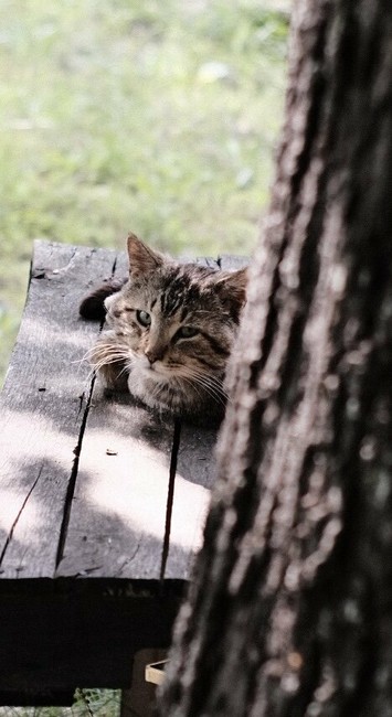 Brown and grey cat looking up at camera while sitting on wooden structure. Blurry tree in foreground on the right side of image and grassy yard behind the cat.