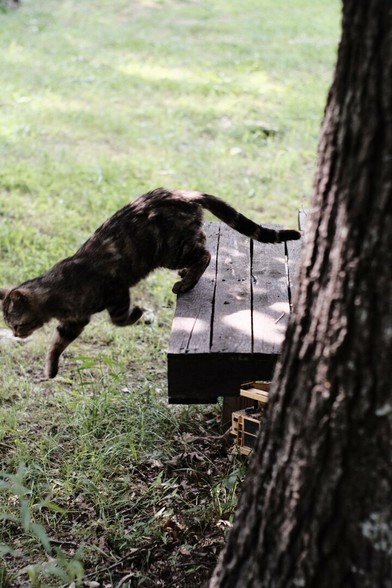 Picture zoomed out slightly, same cat is in the middle of a jump off of the structure