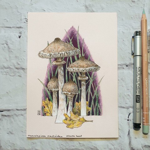 A small drawing of Macrolepiota Mastoidea Mushrooms also known as Slender Parasols. The Mushroom is tall and slender with a pale brown cap with a darker brown area near the crown that breaks into scales.
They are fairly common in Britain and Ireland and they also occur across most of Europe. It is edible and tasty but bears a resemblance to some toxic mushrooms!
An original art work
Colour pencil and mixed media on acid free toned artist paper
5 by 7 inches (12.7 by 17.8 cm).
Sold unframed