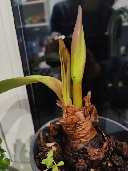 6th of March: the new bud has emerged. Reddish-green, pointy. The bud is maybe 3 inches long, and the stem it's in is about a third of that. There are 3 small leaves to its left, a little shorter than the bud.