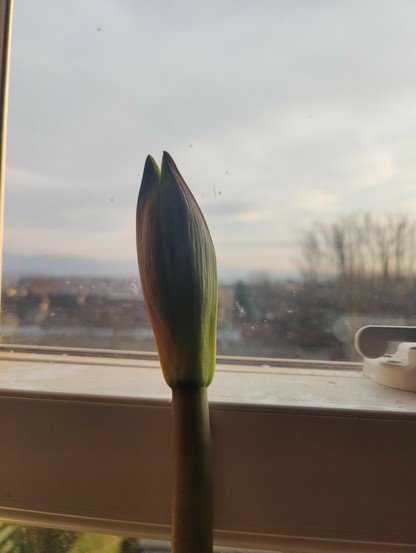 20th of March: the bud has reached the far side of the window frame (another 3 inches or so) and just started to open.