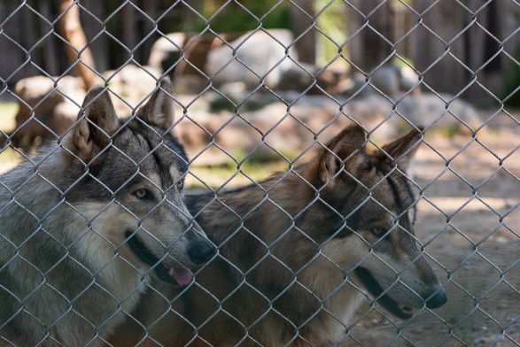 Fotografía a color de dos lobos canadienses de quienes solo se ven sus cabezas y su cuello en tres cuartos,  tiene su boca entre abierta donde apenas sacan su lengua,  observan fijamente. Se encuentran tras una reja que les mantiene cautivos en un zoológico.

©Sofía Dumat|CLAMOR DE LIBERTAD