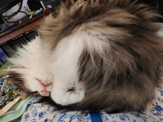 A very floofy cat with a brown upper body and white face and muzzle is sound asleep in my lap with her left front paw curled next to her face, which is upside down, with her forehead resting on my thigh. Her pink nose and white teeth are showing. Her fur is poofed out because she's curled into a tight ball.