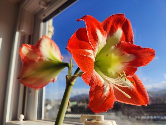 The flowers are perhaps fully open now, and the nearer one is sunlit on the side facing us.

The colours are intense, and the stamens are spectacular.