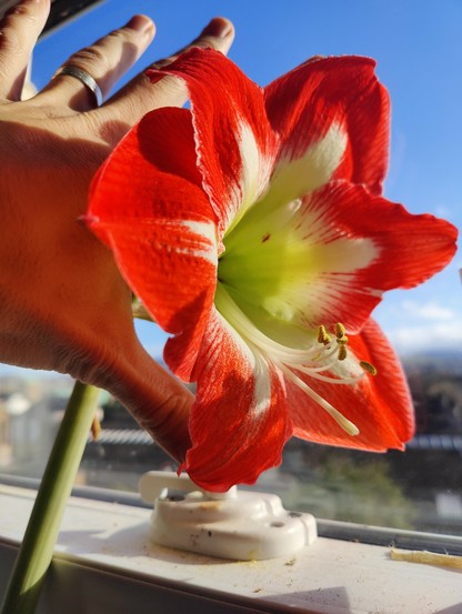 The nearer flower, with hand for scale: it's a little wider than I can stretch my thumb and forefinger.
