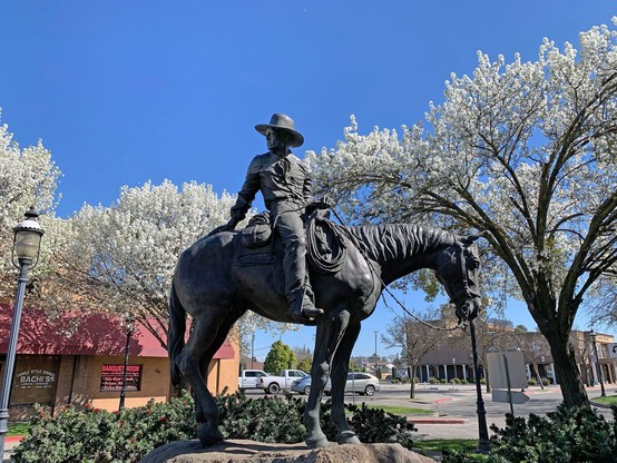 A statue of a cowboy on a horse, looking back, sits among flowering trees in bloom under a blue sky.