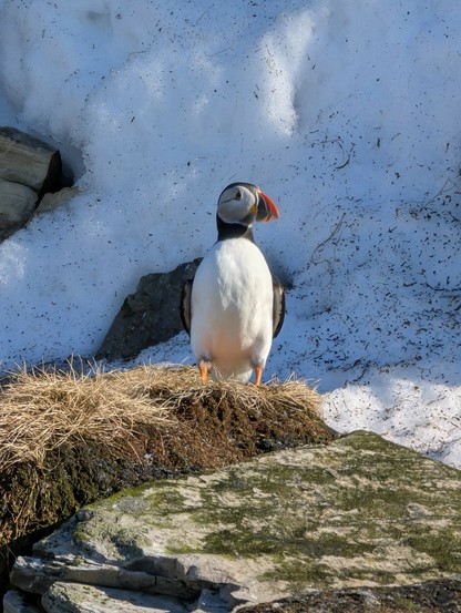A puffin standing up.