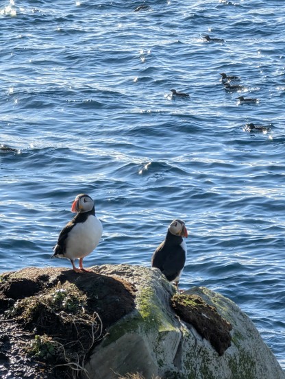 Two puffins standing up on a rock