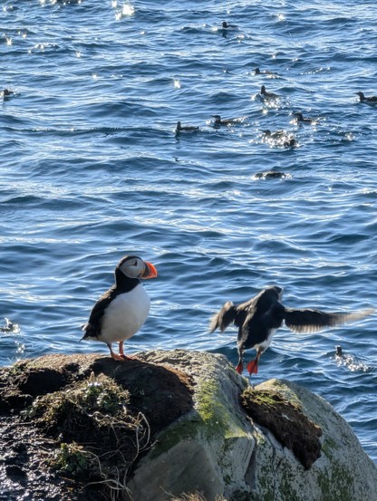 Two puffins on a rock with one taking off