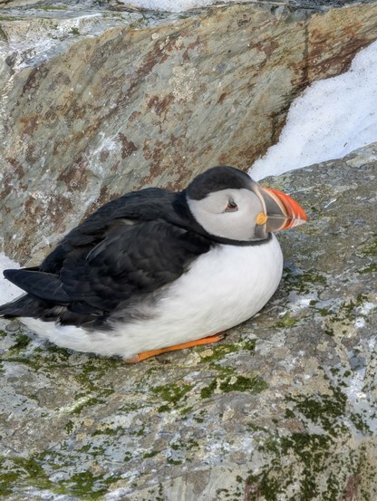A puffin sleeping on a rock with some snow.