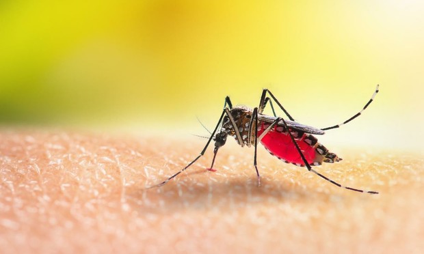 Aedes mosquitoe. (Getty Images)