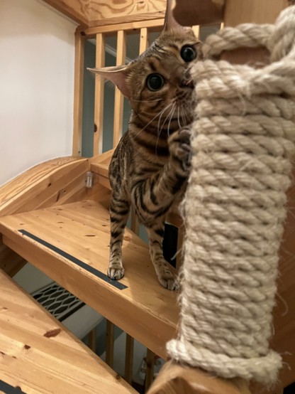 A Bengal cat looking straight at you