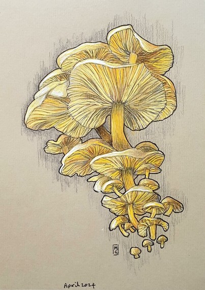 A colour drawing of a cluster of yellow mushrooms of various sizes in a lively artistic composition.
An original art work
Colour pencil and mixed media on acid free toned artist paper
5 by 7 inches (12.7 by 17.8 cm). This is a standard photo size in the UK and USA and should be easy to DIY frame.
Sold unframed