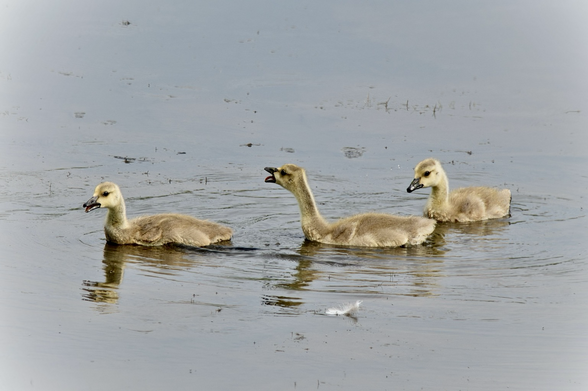 Three juvenile mute swans (light brown downy plumage with dark gray bills) swim in beach marsh water; a small white feather floats in front of them.