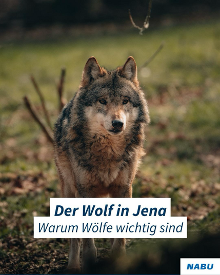 Ein Wolf in Deutschland
