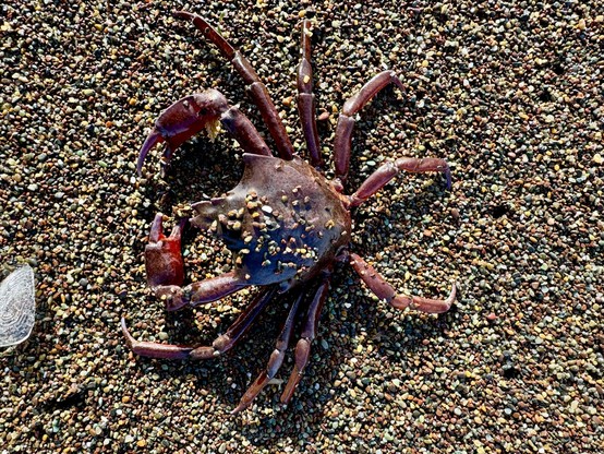 kelp crab from above