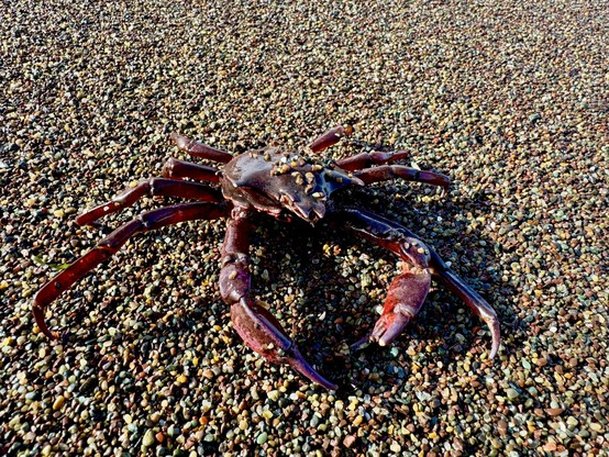 business end of the kelp crab, claws out front but not doing great after washing up on the shore