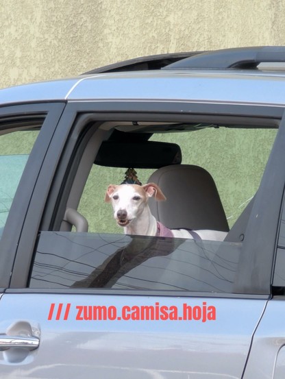 My dog in our minivan parked in Tijuana