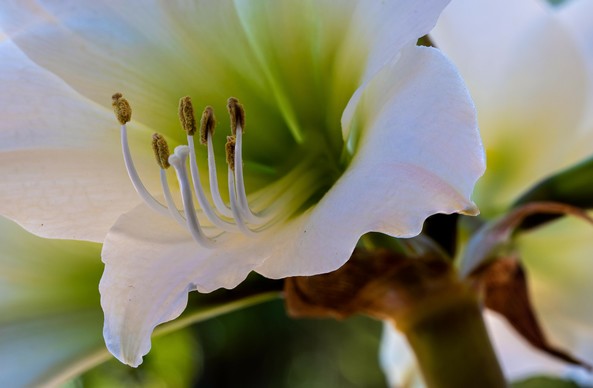 The photo is a close-up of a white Amaryllis flower. At the top left is the large, open calyx of the flower with the stamens and yellow anthers. The inside of the calyx is green. The flower takes up most of the photo and is facing top left. You are looking into it. At the bottom right is a piece of the thick green stem.