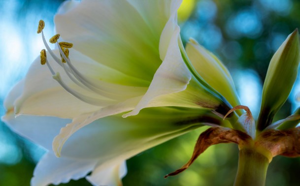 Another close up of the Amaryllis but now from the side. Although you can still look a little inside the flower. On the right the stem with two large buds on it. The flower itself is directed to the top left. You can now see the side of the white flower with green at the bottom near the calyx.