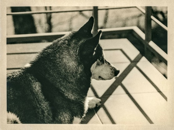 The image is a black-and-white lith print photograph of a Siberian Husky or a similar dog breed. The dog is captured in profile, gazing into the distance while sitting on a tiled balcony. The sunlight creates strong geometric shadows from the railing, adding depth and contrast to the composition. The lith printing technique gives the image a distinctive high-contrast, grainy texture with deep blacks and warm highlights, enhancing its vintage aesthetic. The overall mood of the photograph feels serene and contemplative, with an emphasis on light, shadow, and texture.