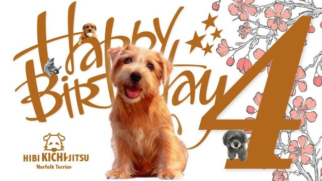 【特別編】愛犬キチ Happy 4th Birthday【 dog ノーフォークテリア norfolkterrier 桜】